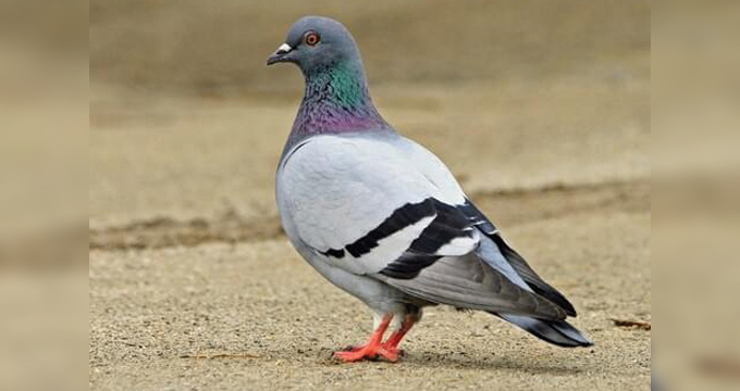 Capuchine Pigeon